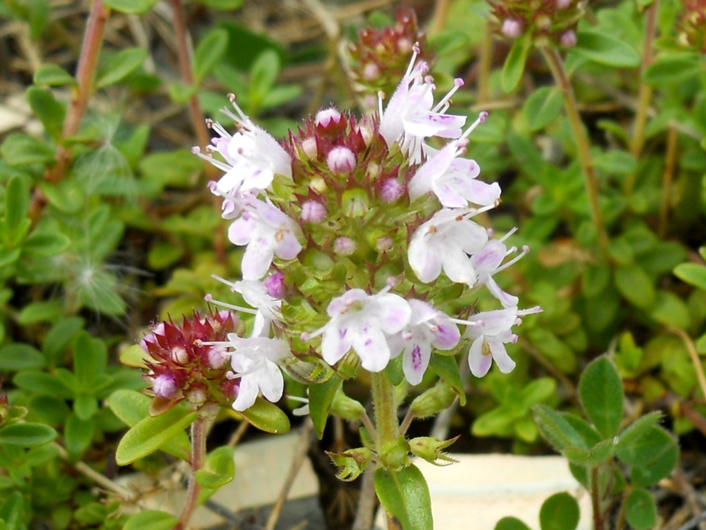 fiore rosa 2 - Thymus cfr. pulegioides